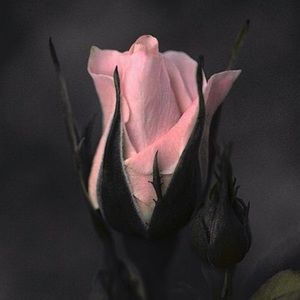 Meet your Posher, Delayne